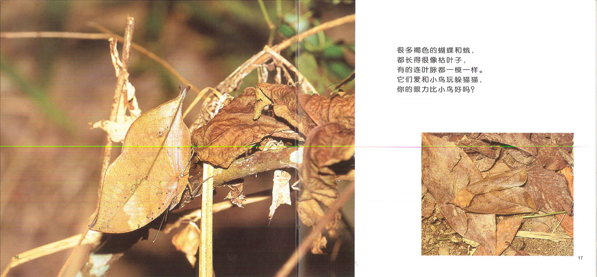 昆虫躲猫猫 (09),绘本,绘本故事,绘本阅读,故事书,童书,图画书,课外阅读